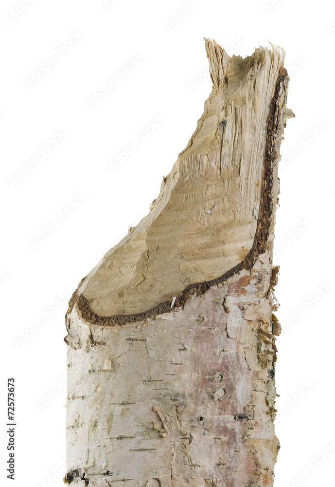 Fototapeta premium Birch stub cut by beaver isolated on white background