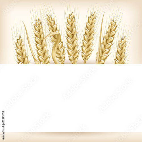 Vector illustration. Square background with wheat ears.
