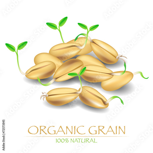Vector illustration with sprout seeds of wheat or rye. Organic g