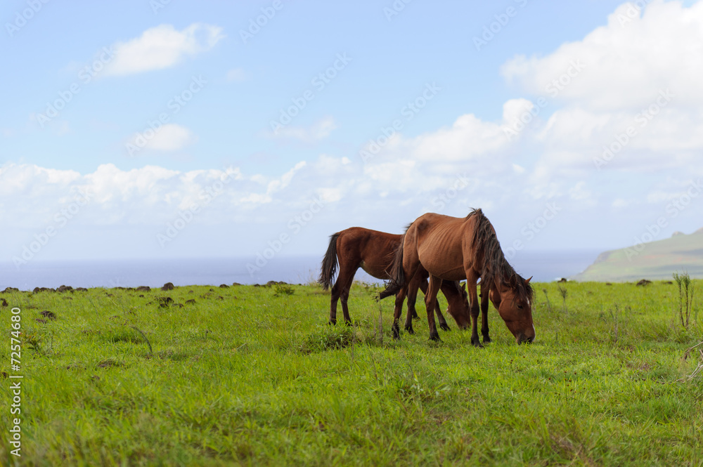 Horses Isla de Pascua. Rapa Nui. Easter Island Horses Isla de Pascua. Rapa Nui. Easter Island