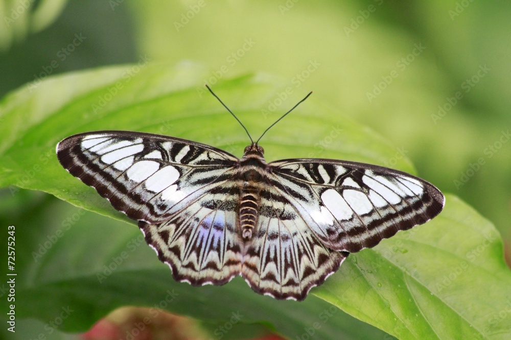 Fototapeta premium Iridescent Blue Clipper Butterfly- Dorsal view