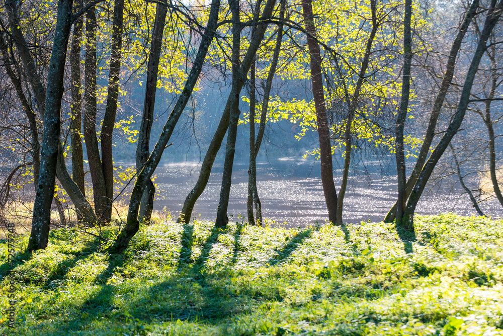 Fototapeta premium bright green park landscape with sun rays and shadows
