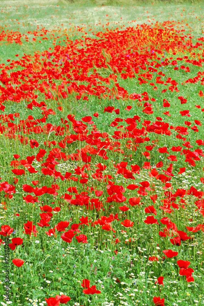 Red poppy flowers field blooming in springtime