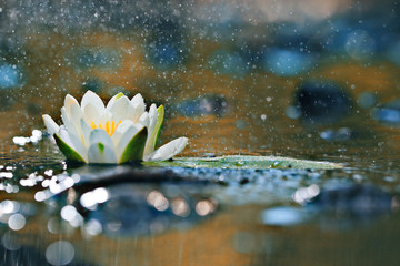 Acrylglasbilder Wasserlilien Grüne Seerosenblätter auf Wasser  © kichigin19