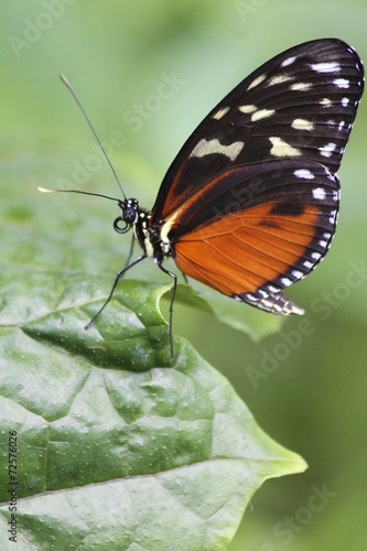 Heliconius hecale - tiger longwing butterfly
