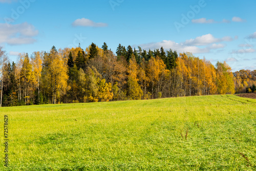 green field with trees in the country