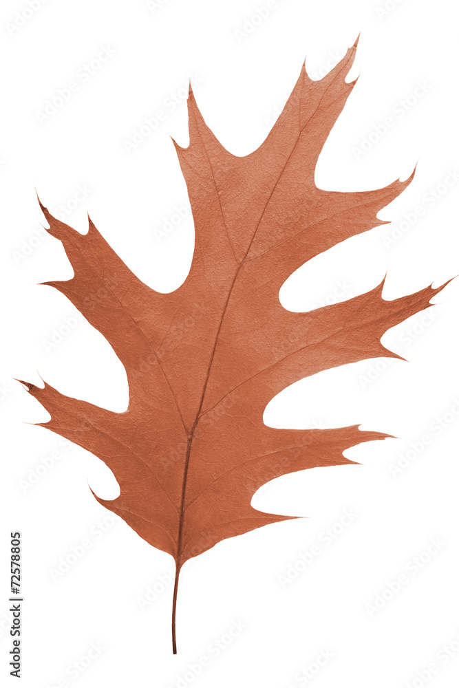 Fototapeta premium oak leaf as autumn symbol
