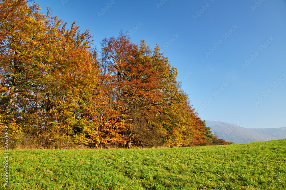 Deciduous trees autumn colors on the horizon green meadows