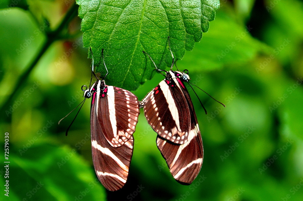 Obraz premium Mating pair of long wing butterflies.
