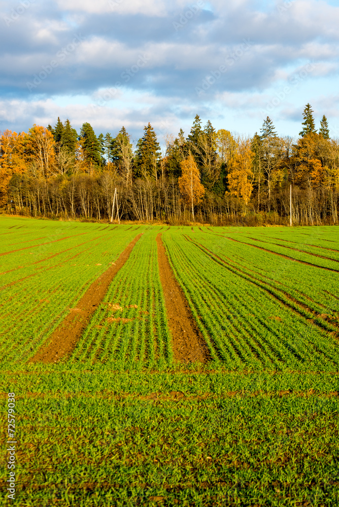 green field with trees in the country green field with trees in the country