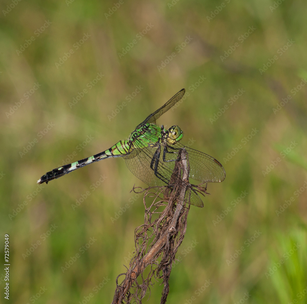 Green bug eater Green bug eater