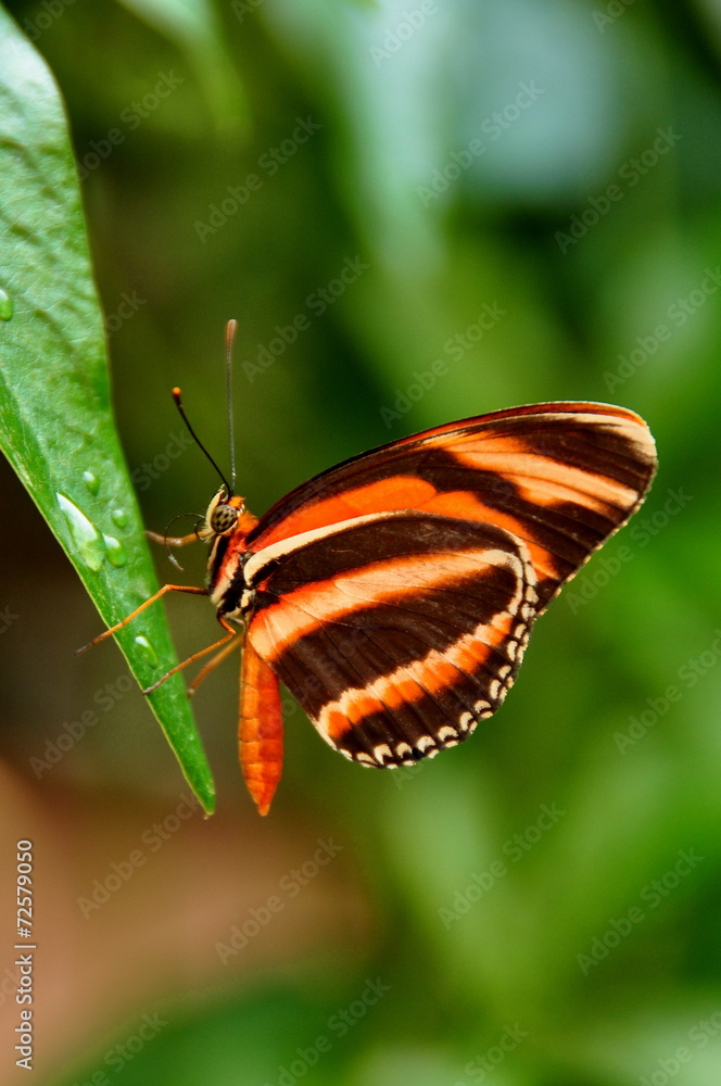 Obraz premium Tiger long wing butterfly eating at the restaurant table.