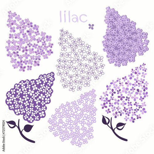 Branch of lilac isolated on a white background. Set of lilac blo
