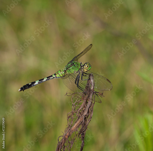 Green bug eater © Guy Sagi