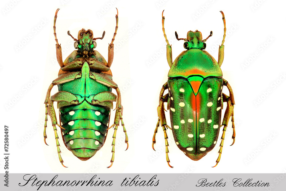 Stepanorrhina tibialis StockFoto Adobe Stock