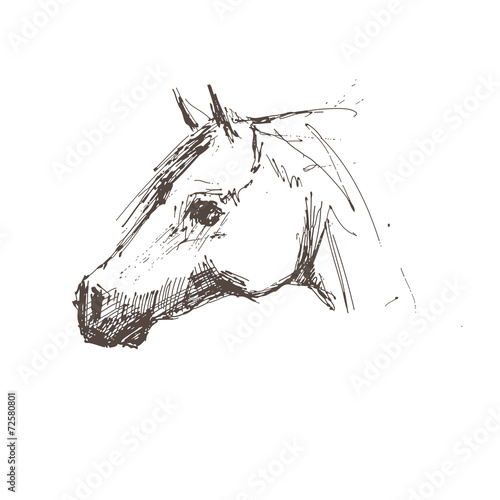 Horse - hand draw. Vector illustration.