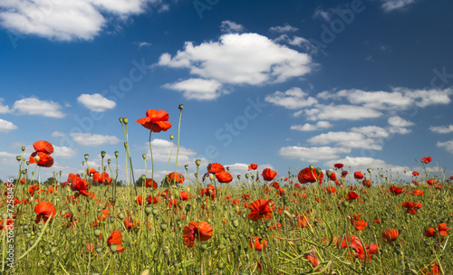 Fototapeta Naklejka Na Ścianę i Meble -  A field of bright, red poppies under blue skyies