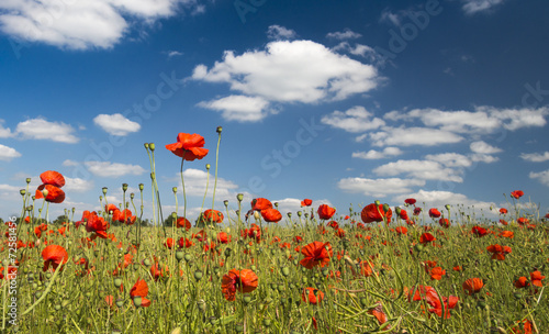 A field of bright, red poppies under blue skyies photo