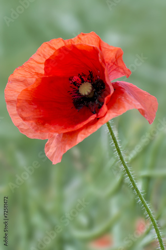 A bright, red poppy stands in a ripening Canola field