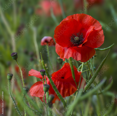 Fototapeta Naklejka Na Ścianę i Meble -  A field of bright, red poppies