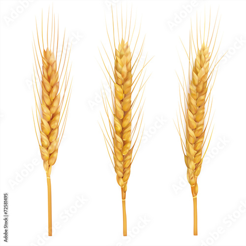 Wheat ears close up on white. Vector