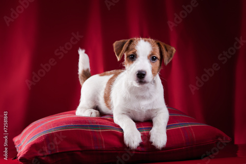 Obraz na plátně Dog Jack Russell Terrier