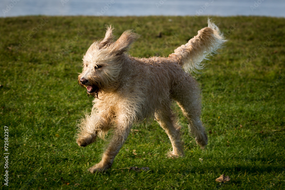 Labradoodle