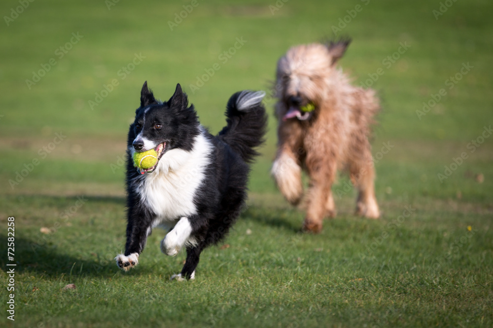 Playing Dogs Playing Dogs