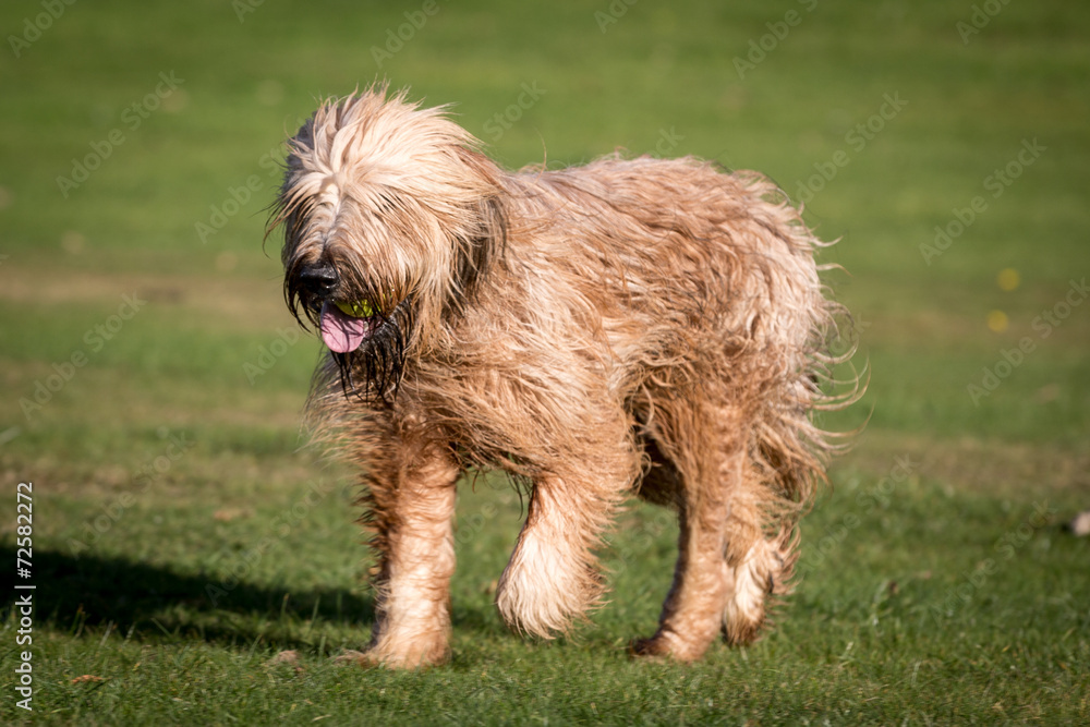 Briard Briard