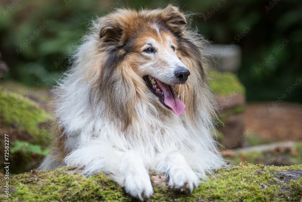 Rough Collie