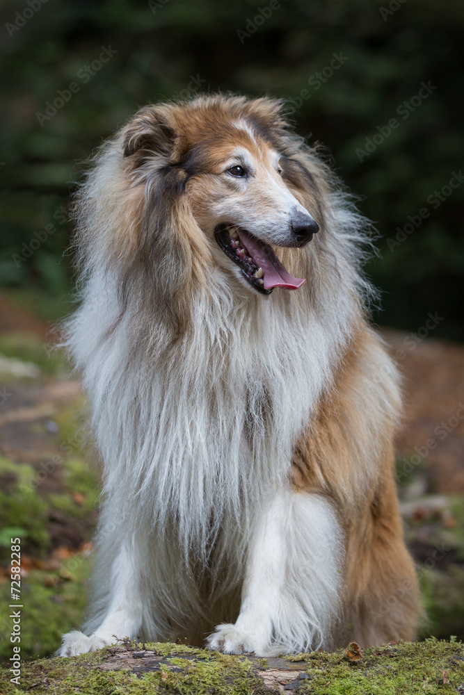 Rough Collie