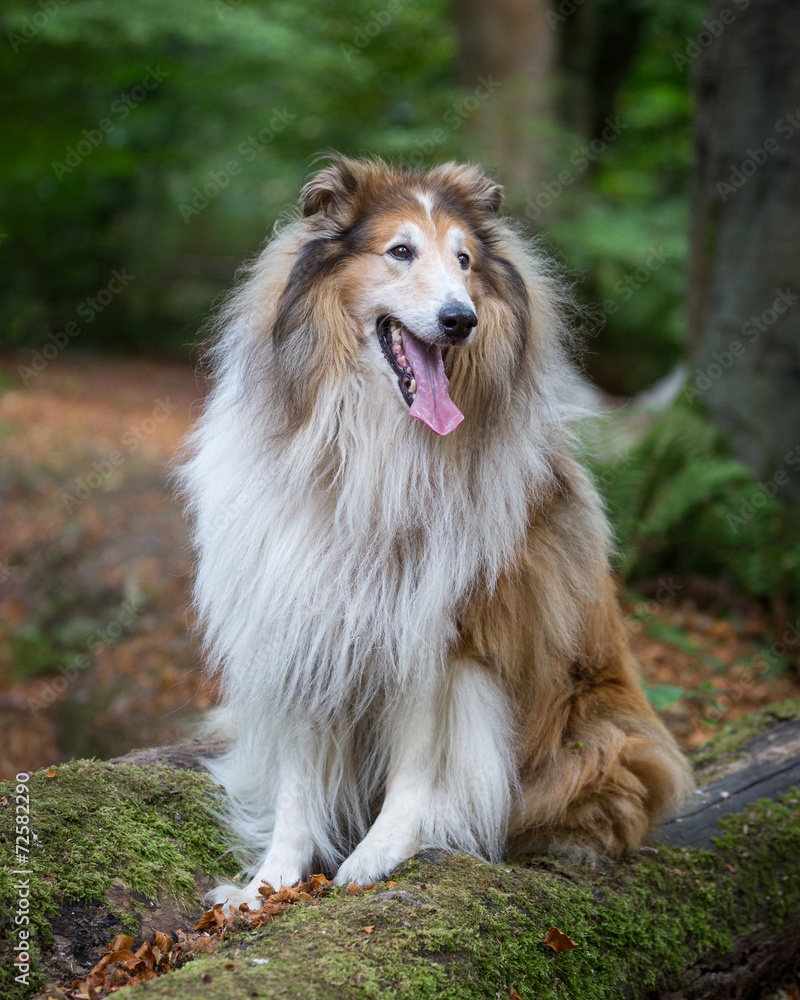 Rough Collie