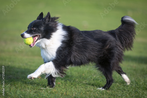 Photography Border Collie