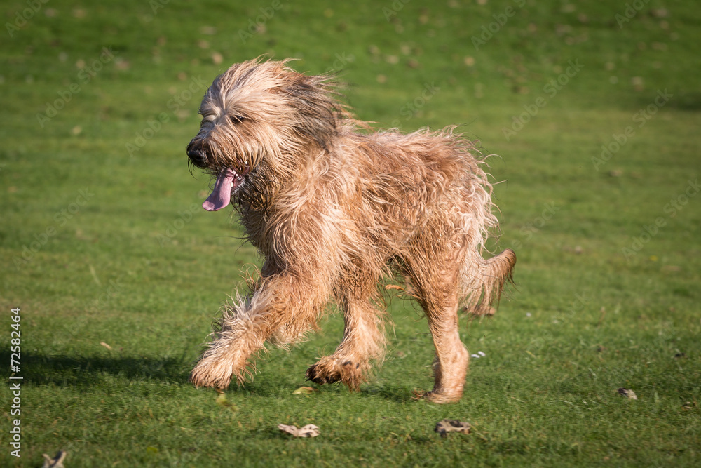 Briard Briard