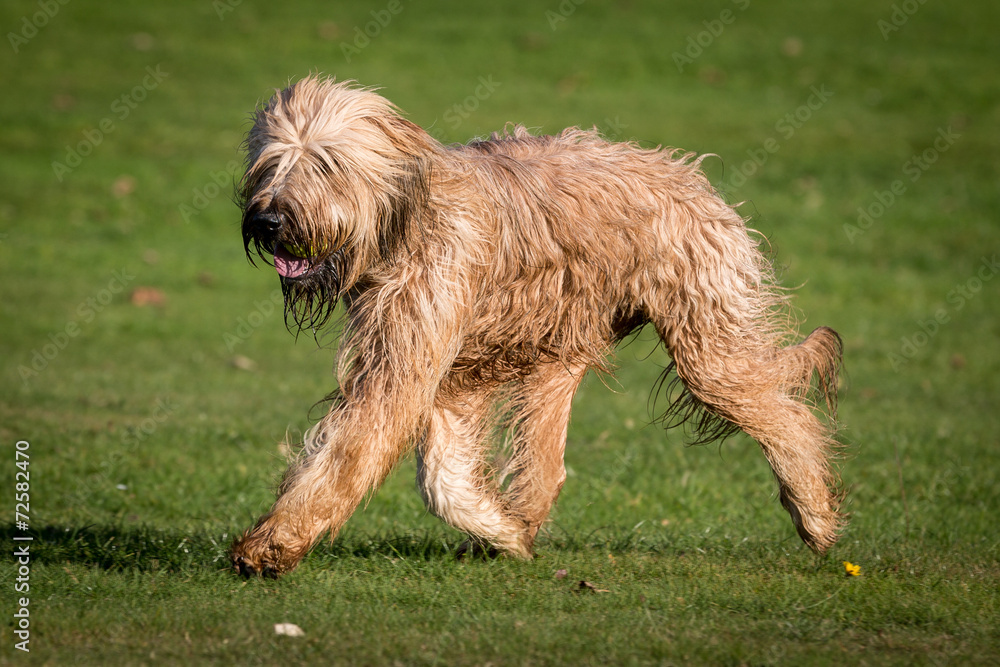 Briard