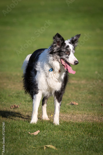 Border Collie