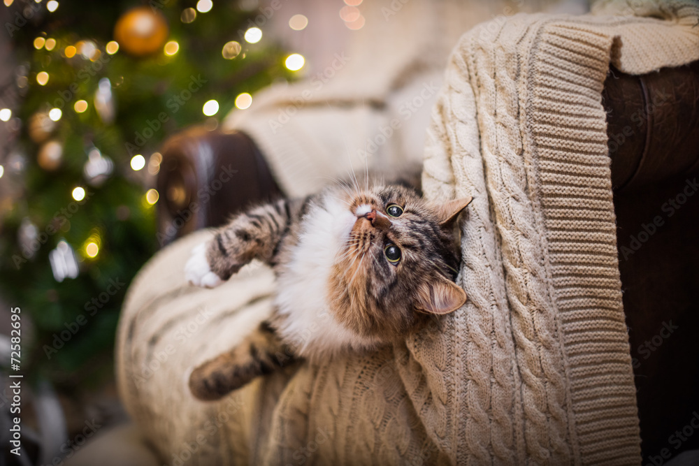 cat, new year holidays, christmas, christmas tree