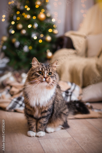 cat, new year holidays, christmas, christmas tree