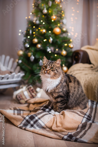 Fototapeta Naklejka Na Ścianę i Meble -  cat, new year holidays, christmas, christmas tree