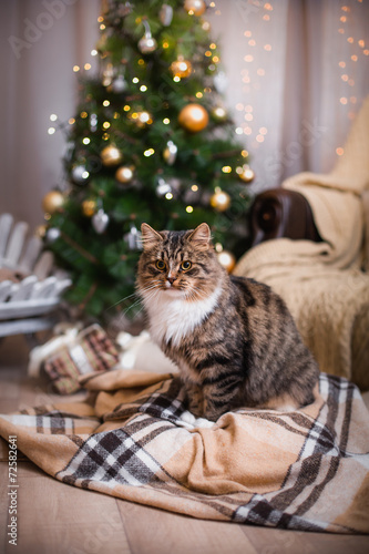 Fototapeta Naklejka Na Ścianę i Meble -  cat, new year holidays, christmas, christmas tree