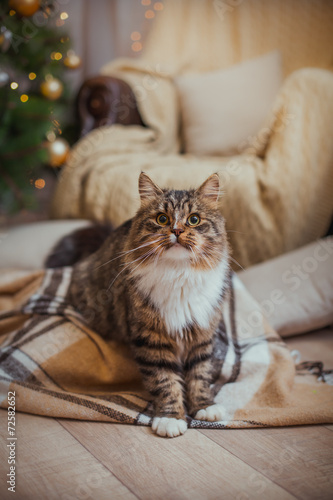 cat, new year holidays, christmas, christmas tree