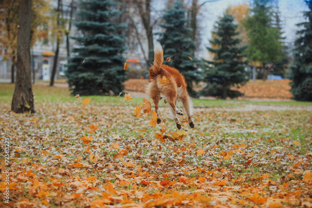 obedient dog breed border collie. Portrait, autumn, nature