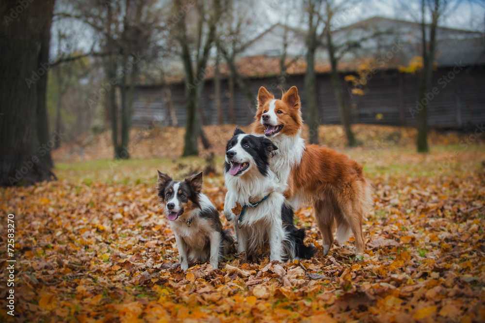 obedient dog breed border collie. Portrait, autumn, nature obedient dog breed border collie. Portrait, autumn, nature