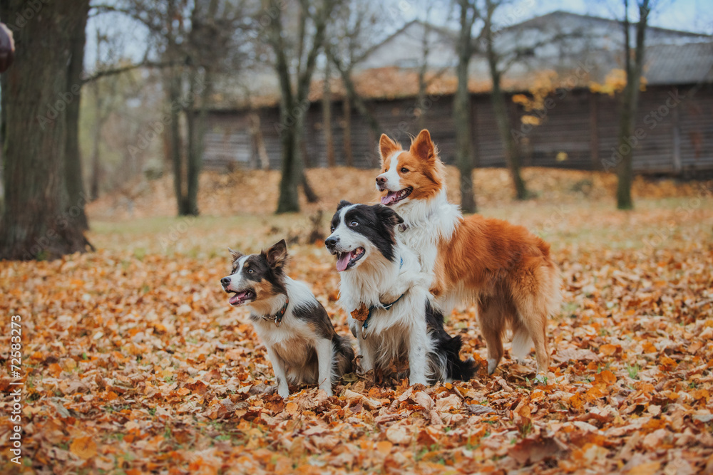 obedient dog breed border collie. Portrait, autumn, nature