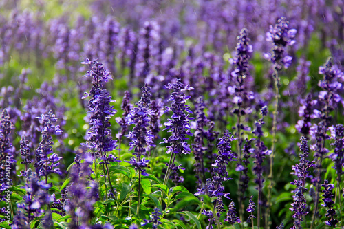 Lavender In The Rain