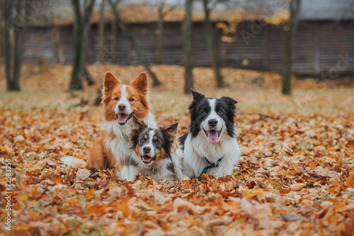 obedient dog breed border collie. Portrait, autumn, nature © Anna Averianova