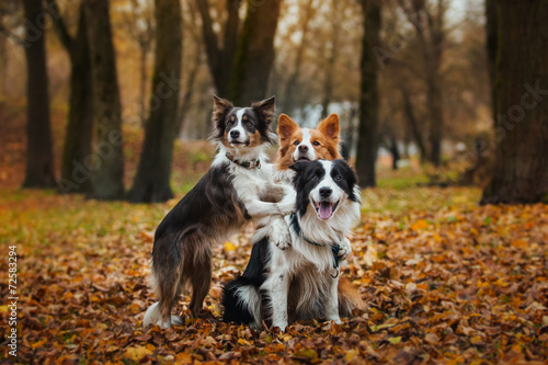 Photo obedient dog breed border collie. Portrait, autumn, nature