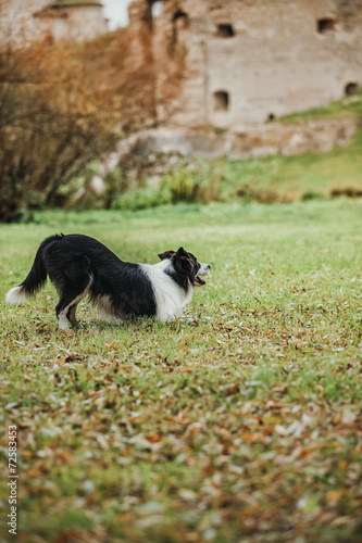 obedient dog breed border collie. Portrait  autumn  nature