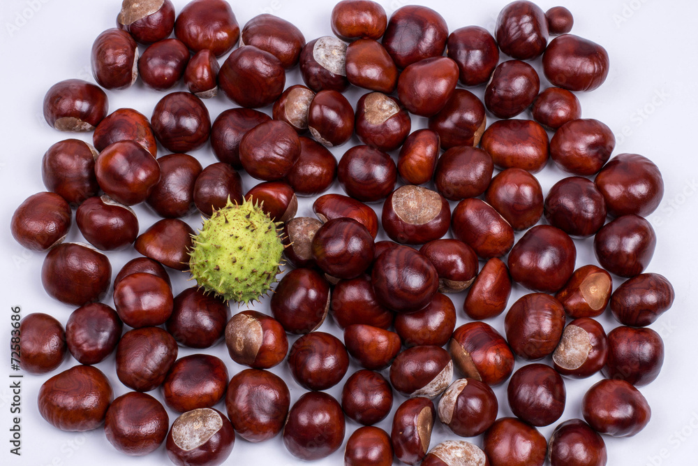chestnut005 chestnut005