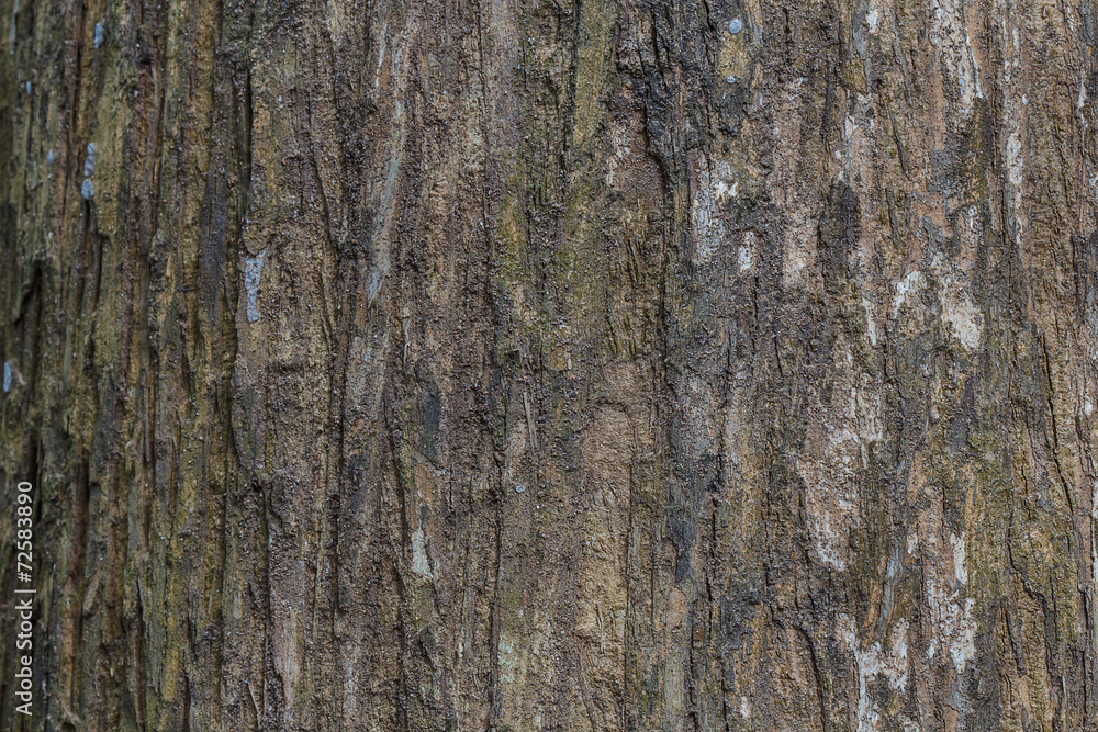 Tree bark texture wood texture/wood texture background